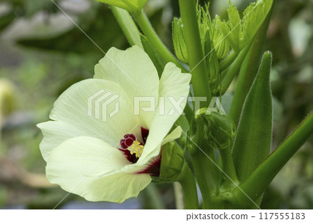 秋葵的花 秋葵的花 117555183