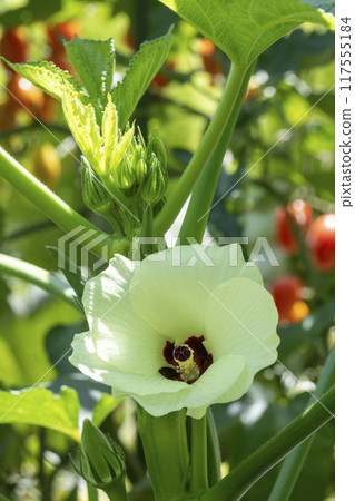 Okra's Flower Okra's Flower 117555184