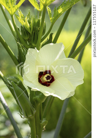 Okra's Flower 117555187