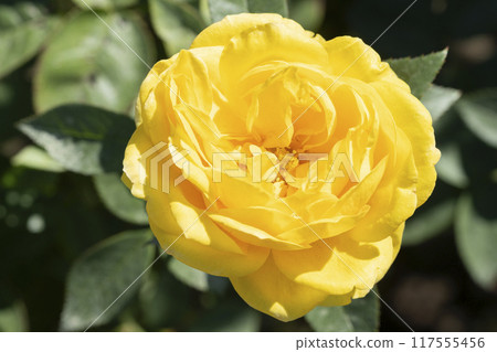 Yellow Rose Flower 117555456