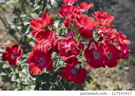 紅玫瑰花 紅玫瑰花 117555457