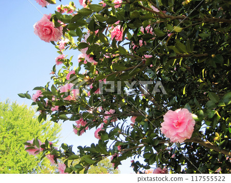 Pink colorful flowers 117555522