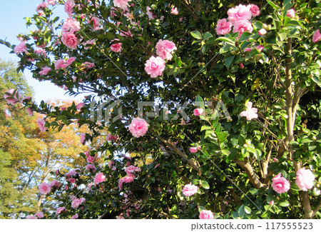 Pink colorful flowers 117555523