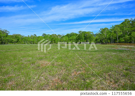 竹,田代濕地,初夏風景,棉草蔓延,群馬縣 竹,田代濕地,初夏風景,棉草蔓延,群馬縣 117555656