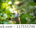 Dragonfly  117555746