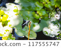 Dragonfly  117555747