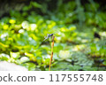 Dragonfly  117555748