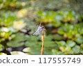 Dragonfly  117555749