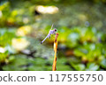 Dragonfly  117555750