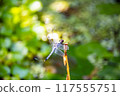 Dragonfly  117555751