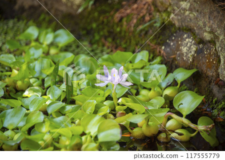 水葫蘆 水葫蘆 117555779