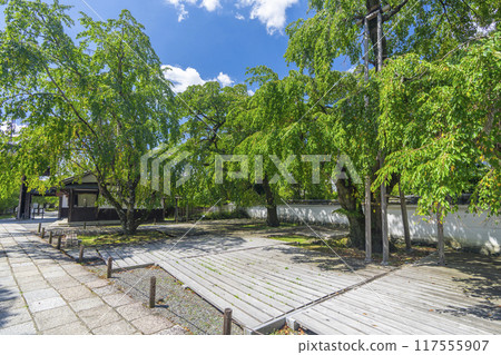 京都，醍醐寺分寺，三芳院，鮮綠太鼓垂枝櫻花 117555907