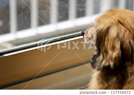 一隻老年迷你臘腸犬在陽台窗戶上曬太陽 117556072