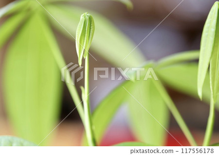 綠色室內植物:發財樹芽 綠色室內植物:發財樹芽 117556178