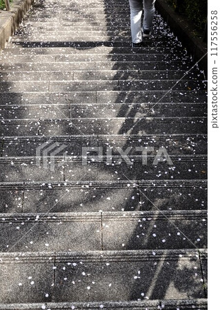 Stairway where cherry petals fall Stairway where cherry petals fall 117556258