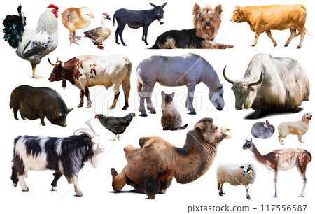set of farm animals set of farm animals 117556587