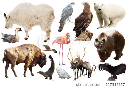north american animals isolated 117556657