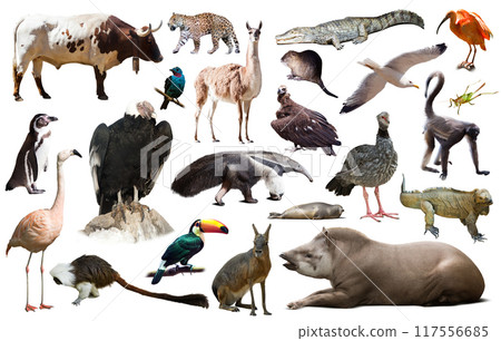 Fauna of South America set 117556685