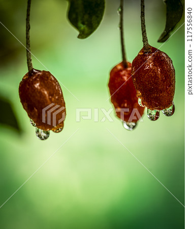 ripe berries of ripe on a branch 117556840
