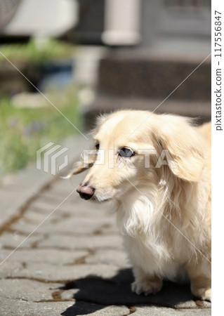 迷你臘腸犬患有白內障曬日光浴奶油色臘腸犬 117556847