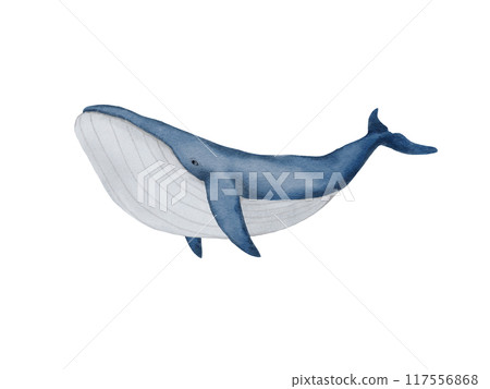 Watercolor illustration of a blue whale Watercolor illustration of a blue whale 117556868