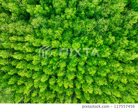 Aerial view green mangrove forest. Natural carbon sinks. Mangroves trees capture CO2. Blue carbon ecosystems. Mangroves absorb carbon dioxide emissions and mitigating global warming. Green ecosystem. Aerial view green mangrove forest. Natural carbon sinks. Mangroves trees capture CO2. Blue carbon ecosystems. Mangroves absorb carbon dioxide emissions and mitigating global warming. Green ecosystem. 117557456