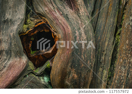 Dead tree sculpture Dead tree sculpture 117557972