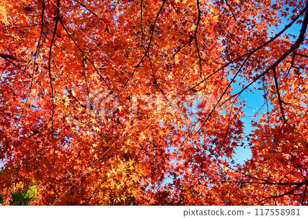 大町公園 紅葉山美麗的秋葉（大町自然觀察園） 千葉縣市川市 117558981