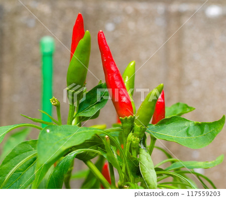 Red pepper 117559203