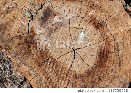 old weathered wood texture with cut cross-section of the log old weathered wood texture with cut cross-section of the log 117559418