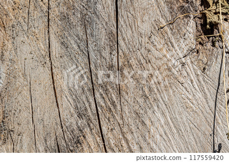 old weathered wood texture with cut cross-section of the log 117559420