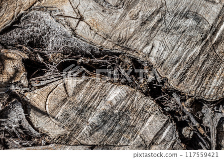 old weathered wood texture with cut cross-section of the log 117559421