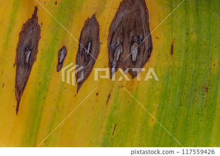 Banana leaf texture turns yellow due to fungal pests Banana leaf texture turns yellow due to fungal pests 117559426