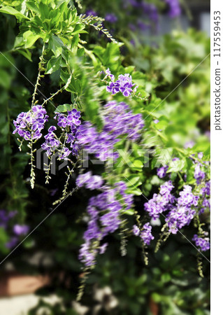 Purple Forsythia flowers swaying in the autumn breeze 117559453