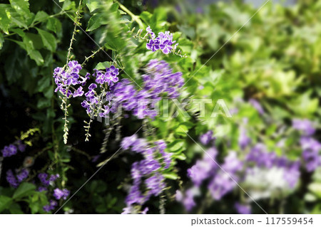 Purple Forsythia flowers swaying in the autumn breeze 117559454