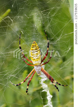 A female striped orb spider with a strikingly bright yellow color stands out in the grass (macro close-up in natural light) A female striped orb spider with a strikingly bright yellow color stands out in the grass (macro close-up in natural light) 117559635