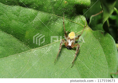 A bright yellow armpit spider on green leaves (natural light + strobe, macro close-up) A bright yellow armpit spider on green leaves (natural light + strobe, macro close-up) 117559673