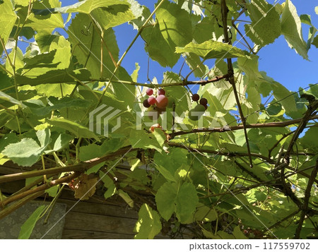 Grape vines grow in the garden 117559702