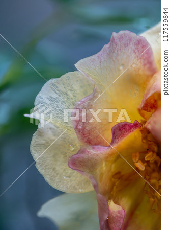 Close-up delicate rose pollens and petals as nature background Close-up delicate rose pollens and petals as nature background 117559844