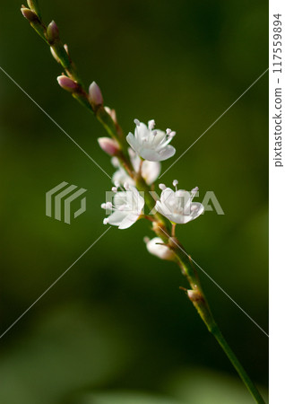 Shirobana Sakura Tade on the Yasuragi Embankment of the Shinano River 117559894