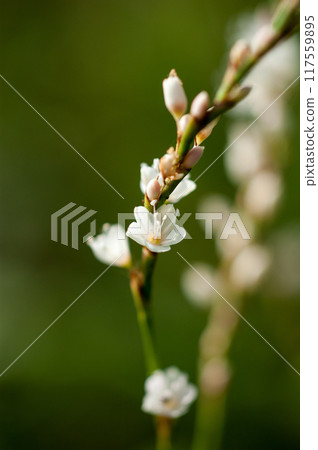 Shirobana Sakura Tade on the Yasuragi Embankment of the Shinano River Shirobana Sakura Tade on the Yasuragi Embankment of the Shinano River 117559895