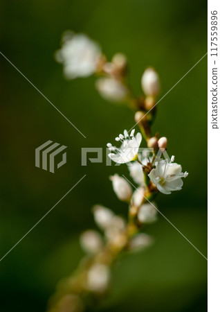 信濃川安良木堤上的白花櫻花館 117559896