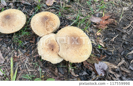 Poisonous mushroom Chlorophyllum molybdites natural blooming white flowers in grass field ,Thailand.. 117559998