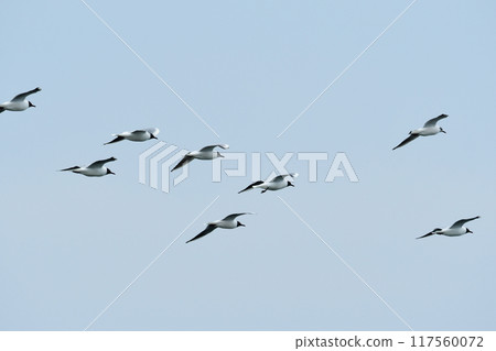 多汁的牛飛 117560072