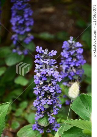 紫色阿朱加 117560073