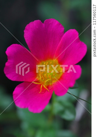 Red Matsuba Button Flower 117560117