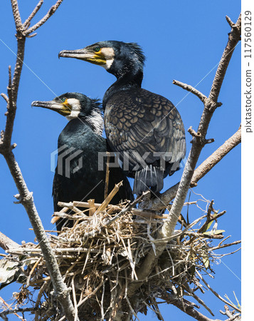 pair of cormorants 117560129