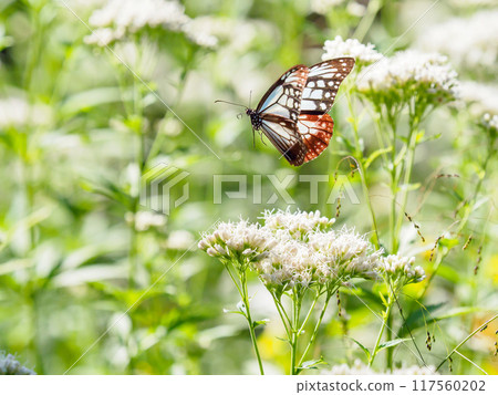 Asagi Madara的飛行 117560202