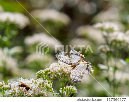 Beeswaxing beeswax Beeswaxing beeswax 117560277