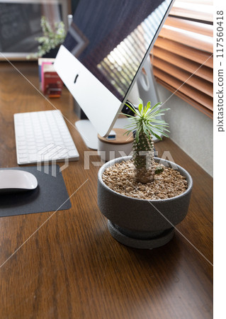 Foliage plant Foliage plant 117560418